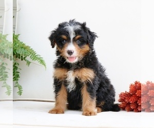 Bernedoodle (Miniature) Puppy for sale in EPHRATA, PA, USA