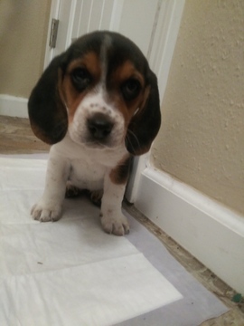 Medium Photo #1 Beagle Puppy For Sale in WICHITA, KS, USA