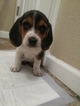 Small Photo #1 Beagle Puppy For Sale in WICHITA, KS, USA