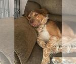 Small Australian Shepherd Mix