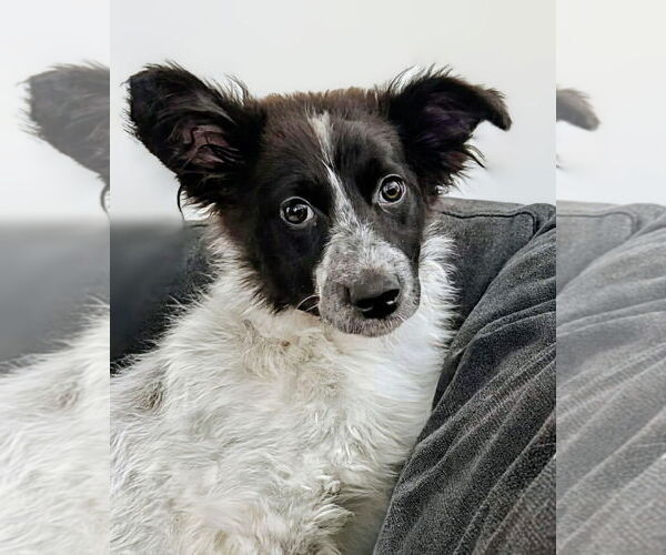 Medium Photo #3 Collie-Unknown Mix Puppy For Sale in Sandy, UT, USA