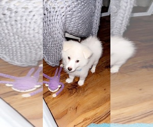Pomsky Puppy for sale in ATHALIA, OH, USA