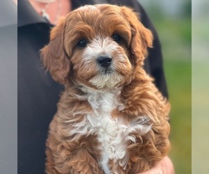 Cavapoo Puppy for sale in SARATOGA SPRINGS, UT, USA