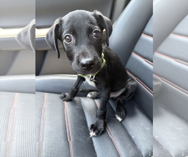 Medium Photo #1 Chihuahua-Unknown Mix Puppy For Sale in Virginia Beach, VA, USA