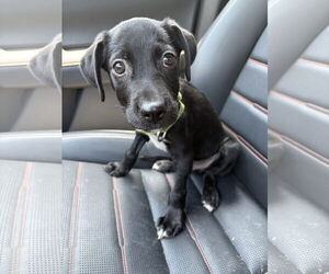Chihuahua-Unknown Mix Dogs for adoption in Virginia Beach, VA, USA
