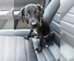 Small Chihuahua Mix