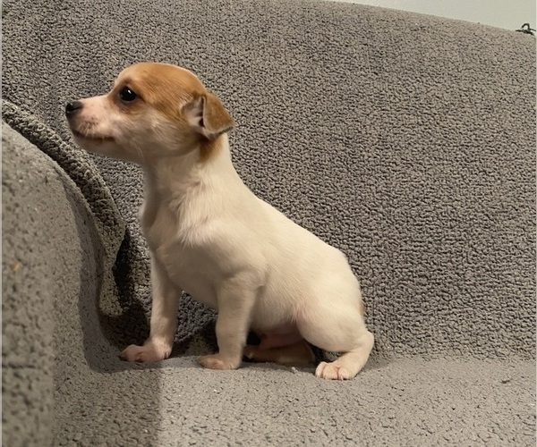 Medium Photo #38 Jack Russell Terrier Puppy For Sale in RICHMOND, MI, USA