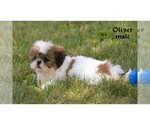 Small #25 Shih Tzu