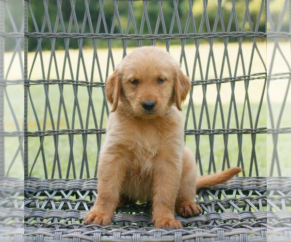 Medium Photo #2 Golden Retriever Puppy For Sale in GAP, PA, USA