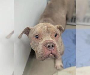 American Staffordshire Terrier Dog for Adoption in Fort Lauderdale, Florida USA