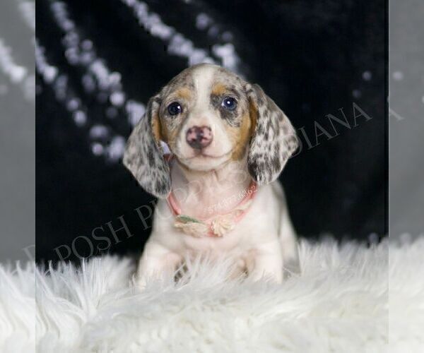 Medium Photo #15 Dachshund Puppy For Sale in WARSAW, IN, USA