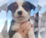 Small Photo #1 Aussie-Corgi Puppy For Sale in BRIGGSDALE, CO, USA