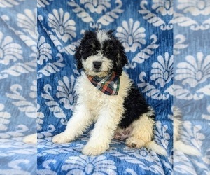 Miniature Bernedoodle Puppy for sale in OXFORD, PA, USA