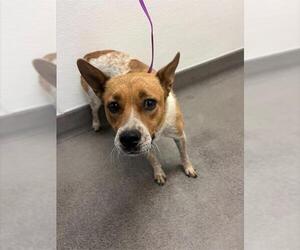 Mutt Dogs for adoption in HESPERIA, CA, USA