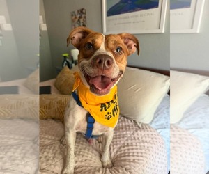 Frankie - Male Boxer-Unknown Mix Dog for Adoption - Photo #2