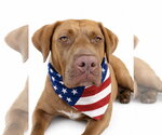 Small #1 Chocolate Labrador retriever Mix