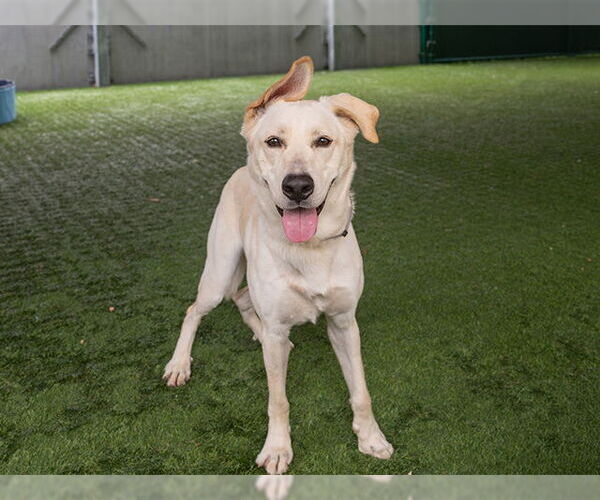 Medium Photo #2 Labrador Retriever-Unknown Mix Puppy For Sale in Pasadena, CA, USA