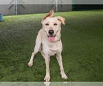 Small #1 Labrador Retriever Mix