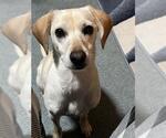 Small Labrador Retriever Mix