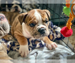 Small Photo #9 Olde English Bulldogge Puppy For Sale in OVERLAND, KS, USA