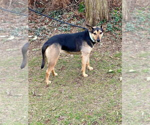 Violet (TX) - Female Mutt Dog for Adoption - Photo #3