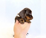 Small #3 Dachshund