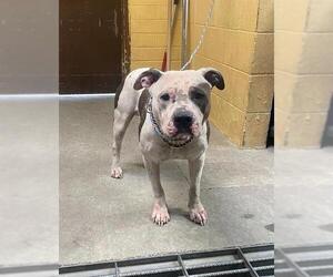 American Pit Bull Terrier Dogs for adoption in Stockton, CA, USA