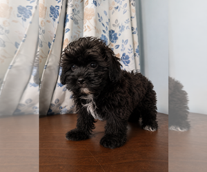 Shih-Poo Puppy for sale in DURHAM, CT, USA