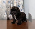 Image preview for Ad Listing. Nickname: Shipoo puppies