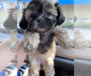 ShihPoo Puppy for sale in SALUDA, SC, USA