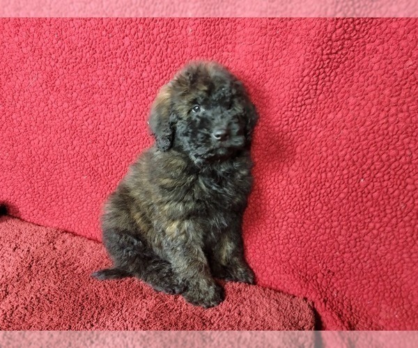 Medium Photo #5 Goldendoodle-Poodle (Toy) Mix Puppy For Sale in BLACK FOREST, CO, USA