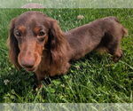 Small #5 Dachshund