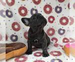 Small Photo #8 French Bulldog Puppy For Sale in EVERETT, WA, USA