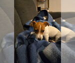 Small #1 Jack Russell Terrier