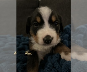 Bernese Mountain Dog Puppy for sale in LONGVIEW, WA, USA
