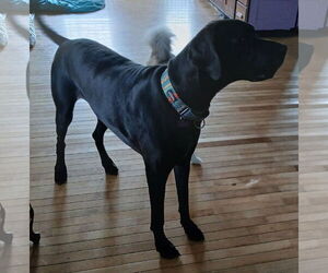Gracie - Female Great Dane Dog for Adoption - Photo #4