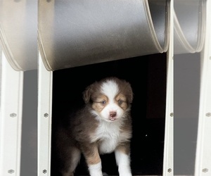 Miniature Australian Shepherd Puppy for sale in SAINT CLOUD, MN, USA