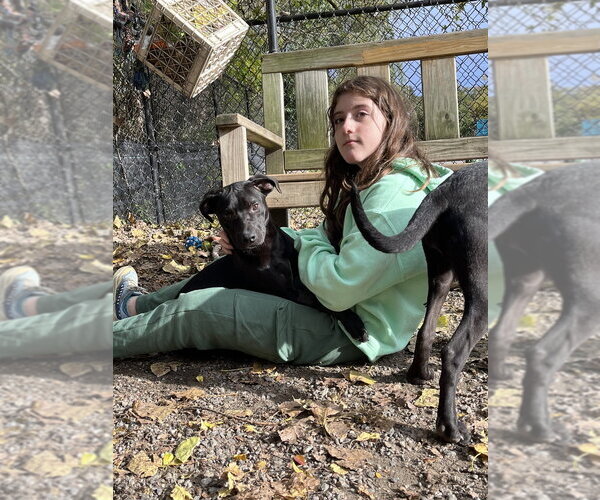 Medium Photo #1 Labrador Retriever-Unknown Mix Puppy For Sale in Elmsford, NY, USA