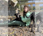 Lily available 10/22 - Female Labrador Retriever-Unknown Mix Dog for Adoption - Small photo
