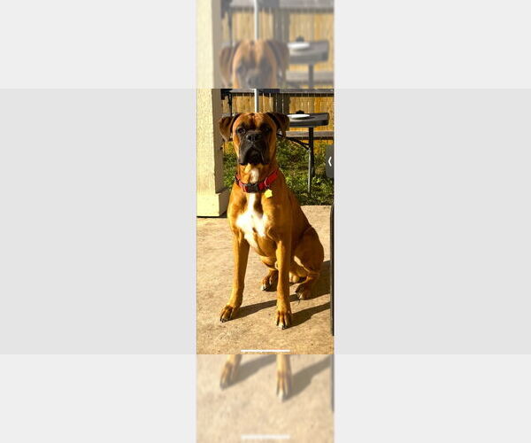 Medium Photo #1 Boxer Puppy For Sale in Austin, TX, USA