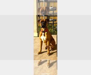 Boxer Dogs for adoption in Austin, TX, USA