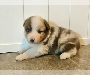 Australian Shepherd Puppy for sale in LODA, IL, USA