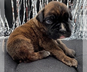 Boxer Puppy for sale in PAWNEE CITY, NE, USA