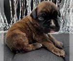 Image preview for Ad Listing. Nickname: AKC Ace