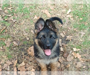 German Shepherd Dog Puppy for sale in WILLIS, TX, USA
