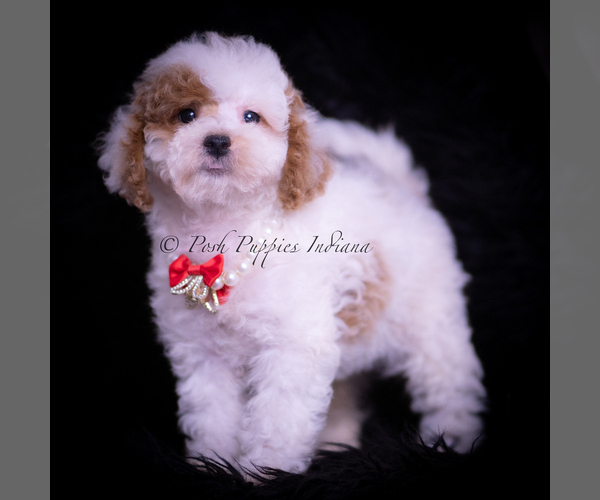 Medium Photo #86 Maltipoo (Miniature) Puppy For Sale in WARSAW, IN, USA