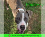 Small #5 American Bulldog Mix