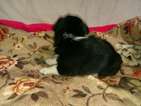 Small Photo #7 Border Collie-Pembroke Welsh Corgi Mix Puppy For Sale in ORCHARD, CO, USA