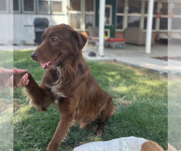 Medium Photo #2 Australian Shepherd-Unknown Mix Puppy For Sale in Lindsay, CA, USA