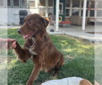 Small #1 Australian Shepherd Mix